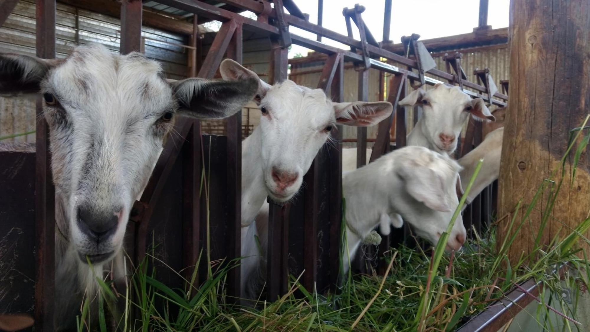 Farm stay Mammarella